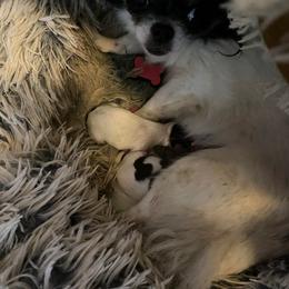 Emmas boys - Chocolate and white male Chihuahua puppy in Red Bluff, California from Aye Chihuahua