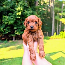 Cavapoo puppies from GeorgiaCavapoos