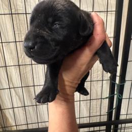 Ford - Black male Labrador Retriever puppy in Catskill, New York from Vom Kugelblitz Kennels