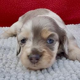 Romeo - Dapple male Dachshund puppy in Vero Beach, Florida from Joseph’s Dachshunds