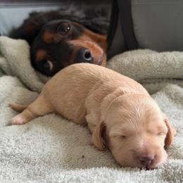 Pink Collar Girl - Cream female Dachshund puppy in Descanso, California from Kendaline Kennels