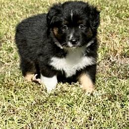 Red Collar - Black tri-color male Australian Shepherd puppy in Winston Salem, North Carolina from Serenity Acres Aussies