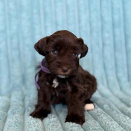 Purple Collar girl - Liver female Miniature Schnauzer puppy in Sterling, Idaho from Sterling Schnauzer's