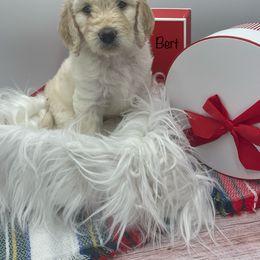 Goldendoodle, Labradoodle, Poodle, and Sheepadoodle Puppies from Osage Puppies