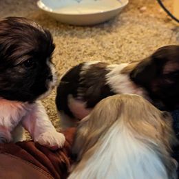 Shih Tzu Puppies from We Shih Tzu Not!