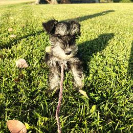 Archer- Light blue collar Male - Black and silver male Miniature Schnauzer puppy in Atascadero, California from Zion Miniature Schnauzers