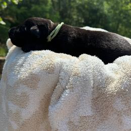 Linden - Bi-color male German Shepherd puppy in Salem, Virginia from Vom Kylohaus German Shepherds