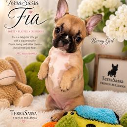 Fia - Fawn female French Bulldog puppy in Homosassa, Florida from Terra Sassa