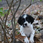 Border Collie, English Setter, and Miniature American Shepherd Puppies from First Harmony Farms