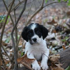 Border Collie, English Setter, and Miniature American Shepherd Puppies from First Harmony Farms