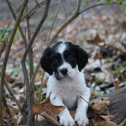 Border Collie, English Setter, and Miniature American Shepherd Puppies from First Harmony Farms