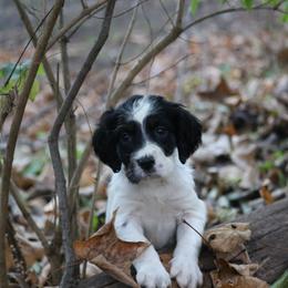 Border Collie, English Setter, and Miniature American Shepherd Puppies from First Harmony Farms