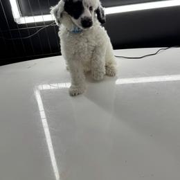 Thor - Parti male Poodle puppy in Gainesville, Florida from Pipsqueak Mansion Poodles