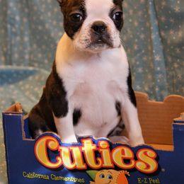 Boston Terrier Puppies from Oui Bostons