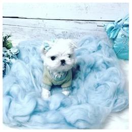 Maltese and Yorkshire Terrier Puppies from tatortot pup