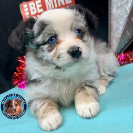 Miniature Australian Shepherd and Toy Australian Shepherd Puppies from Best Little Aussies