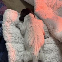 Java (Pink) - White and liver female German Shorthaired Pointer puppy in Westminster, Maryland from Mischieous Miss Daisy: GSP Puppies