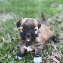 Crimson - Gold brindle male Havanese puppy in Bowling Green, Kentucky from Denise Clark