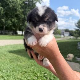 Blue - Black and tan male Pembroke Welsh Corgi puppy in Saint Paris, Ohio from Lee Farm