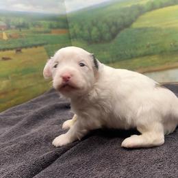 Dolly's White Puff Boy - White and black male Chinese Crested puppy in Lexington, Michigan from Affinity