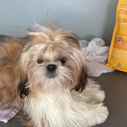 Gordo - Gold and white male Shih Tzu puppy in Wyoming, Michigan from Shih Tzu Shenanigans
