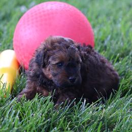 Matt - Red male Whoodle puppy in West Bend, Iowa from Blue Skies Terriers