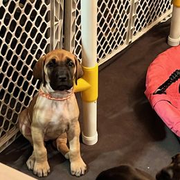 Great Dane Puppies from Wil-Joi Great Danes
