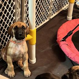 Great Dane Puppies from Wil-Joi Great Danes