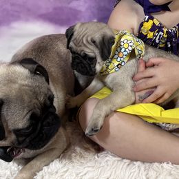 Pug Puppies from Lindsay’s Cenla Pugs!
