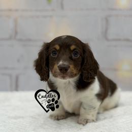 Luna - Chocolate and tan female Dachshund puppy in Nashville, Arkansas from Cuddles n Curls