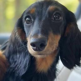 Blaze - Dachshund