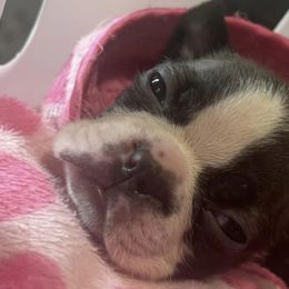 Boston Terriers from Bosco’s Bostons