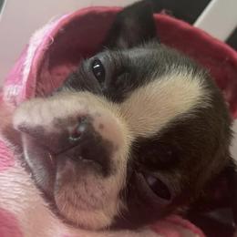 Boston Terriers from Bosco’s Bostons