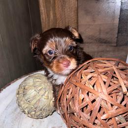 Jax the little heartbreaker - Chocolate, tan and white male Yorkshire Terrier puppy in Dalton, Georgia from Southern Charm Precious Paws
