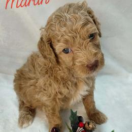Martin - Red  male Goldendoodle puppy in Eau Claire, Wisconsin from Fisher River Doodle's
