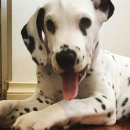 Dalmatians from Katie Taylor's Dalmatians