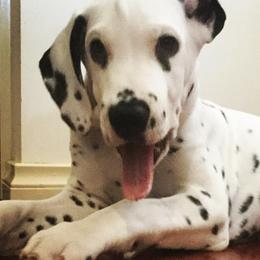Dalmatians from Katie Taylor's Dalmatians