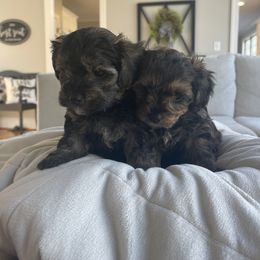 Yorkipoo Puppies from Bossman Yorkipoos