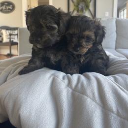 Yorkipoo Puppies from Bossman Yorkipoos