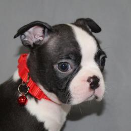 Levi - Black brindle and white male Boston Terrier puppy in Brooksville, Florida from I Love Pups