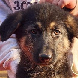 Kaiser - Black and tan German Shepherd puppy in Crockett, Texas from Classic German Shepherds