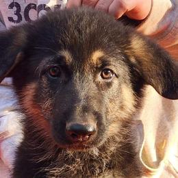 Kaiser - Black and tan German Shepherd puppy in Crockett, Texas from Classic German Shepherds