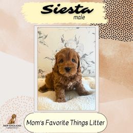 Siesta - Red Australian Labradoodle puppy in Mendon, Massachusetts from New England Labradoodles