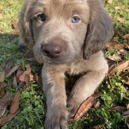 Goldendoodle, Great Dane, and Weimaraner Puppies from DoodleDandy & Danes