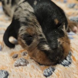 Dachshunds from Daisy's Doxies