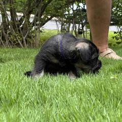 Standard Schnauzer Puppies from Harbor Hill Standard Schnauzers