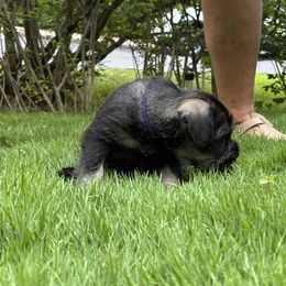 Standard Schnauzer Puppies from Harbor Hill Standard Schnauzers