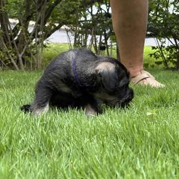 Standard Schnauzer Puppies from Harbor Hill Standard Schnauzers