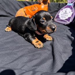 Angel AKC - 2,800 - Black and tan female Dachshund puppy in Indian Trail, North Carolina from Hilda’s Teenie Weenies