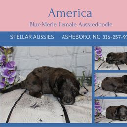 America - Blue merle female Aussiedoodle puppy in Asheboro, North Carolina from Stellar Aussies